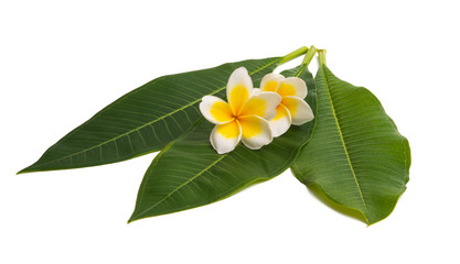 frangipani with leaves