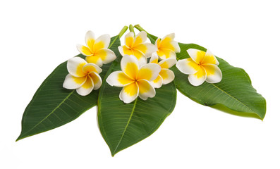 Naklejka premium frangipani with leaves