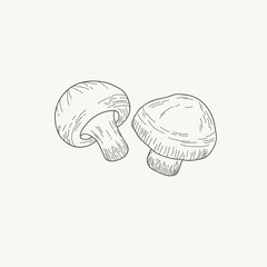 Champignon mushrooms. Vector freehand drawing in doodle style. Engraving