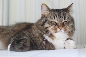 photo of fluffy cat.portrait. pet.the fur is striped, gray and white. eyes green, closely look. the animal is at home.