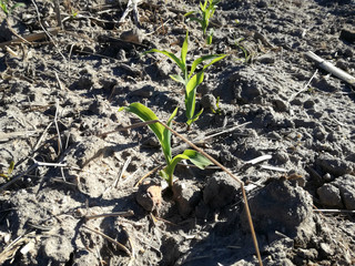 Intense natural green on terrain of brown ground. First cereal sprout of the Spanish countryside....