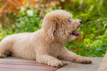 Dog poodle at city park