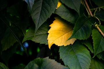 Obraz premium autumn, the leaves have already changed color