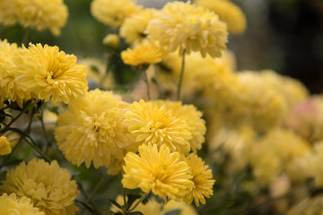 Yellow chrysanthemum Bush in the garden, autumn.