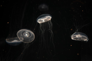 Ocean jellyfish © Andrejs