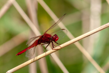 dragonfly on leaf