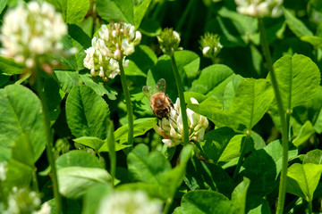 bee on flower