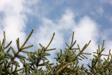 blue spruce on a background of blue sky in the clouds