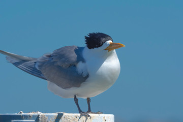 Greater Crested Tern (Thalasseus bergii) subspecies 