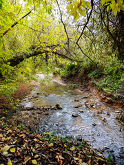 Obraz premium Autumn, a fallen tree, cliff, stream, colorful trees.