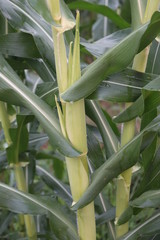 Obraz premium A selective focus picture of corn cob in organic corn field.