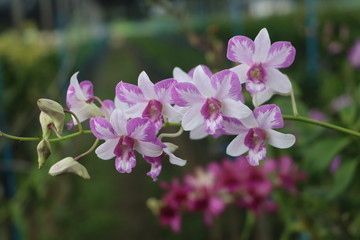 beautiful purple Phalaenopsis orchid flowers, isolated on white background