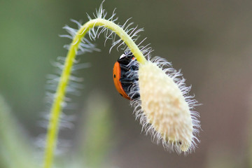 Ladybug in its environment with leaf and macro.
