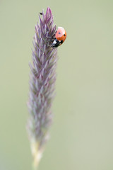 Ladybug in its environment with leaf and macro.