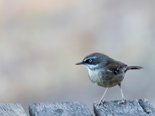 White-browed Scrubwren (Sericornis frontalis) subspecies 