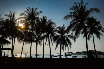 Obraz premium Silhouette of coconut trees before sunset.