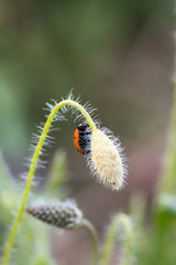 Ladybug in its environment with leaf and macro.