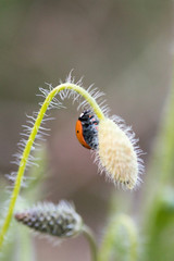 Ladybug in its environment with leaf and macro.