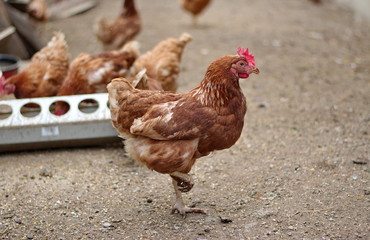 Closeup of chickens on the rural farm in Croatia