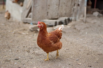 Closeup of chickens on the rural farm in Croatia