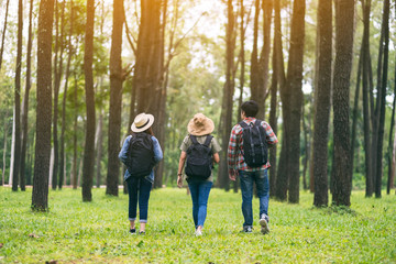 Obraz premium Grupa podróżników spacerujących po pięknym sosnowym lesie