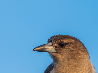 Pied Butcherbird (Cracticus nigrogularis) race 