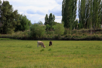 cows and horses graze in a meadow in green grass. agriculture, summer day in the pasture. rural landscape