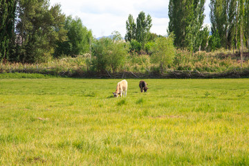 cows and horses graze in a meadow in green grass. agriculture, summer day in the pasture. rural landscape