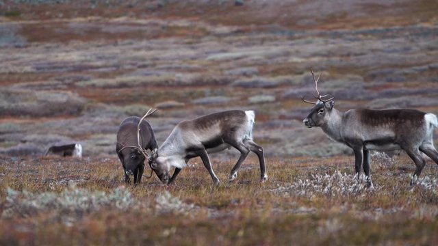 Reindeers battling in Lapland, Northern Sweden.