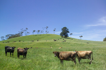 Cows in New Zealand summer meadow