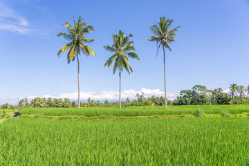 Three coconut palm trees on green rice terraces near Ubud in island Bali, Indonesia