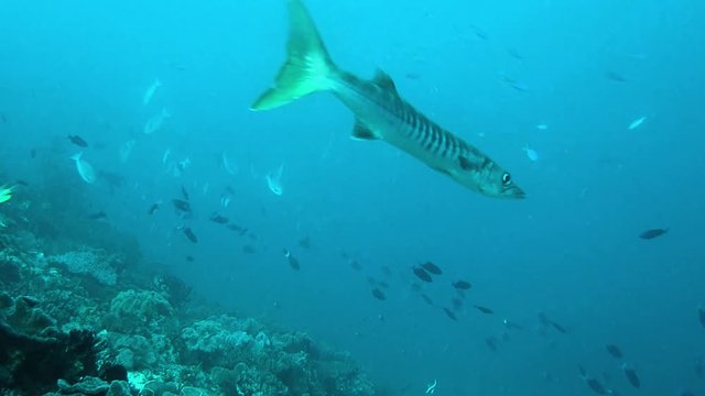 "Long Fish" Images – Browse 103 Stock Photos, Vectors, and Video