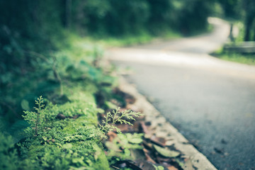 Green moss beside curve road.