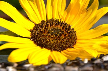 Yellow Sunflower and black and gray sunflower seeds on a table
