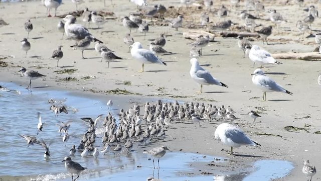 HD Video of many small sandpipers, clustered together amid california gulls and other shore birds searching for food on the beach of a northern California estuary.