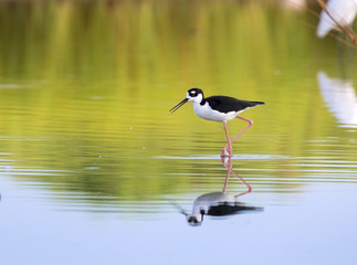 Black-necked stilt (Himantopus mexicanus) wading at marsch land of East End of Galveston, Texas, USA.