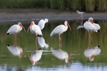 The flock of white american ibises fishing in the Galveston bay and refkecting in the water