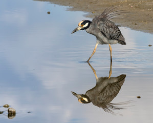 Yellow crowned night heron and its mirror reflection in blue water