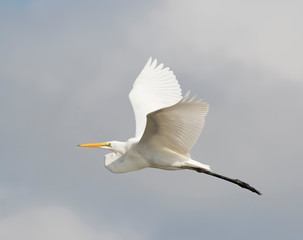 Great  egret flying over ocean on the Galveston beach, Texas, USA..