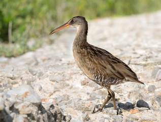 Virginia Rail (Rallus limicola) walking on the wild beach, Galveston, Texas, USA