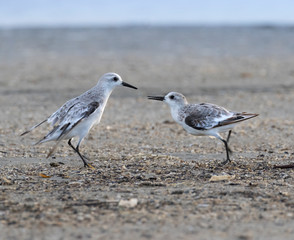 Two fighting Sanderlings (Calidris alba) on the sand beach, Galveston, Texas