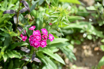 Dianthus barbatus (Sweet William) bright flowers in a summer garden on a sunny day close-up