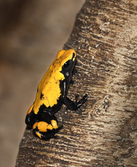 Black-legged Poison Dart Frog (Phyllobates bicolor)