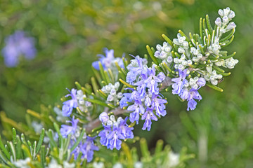 Rosemary