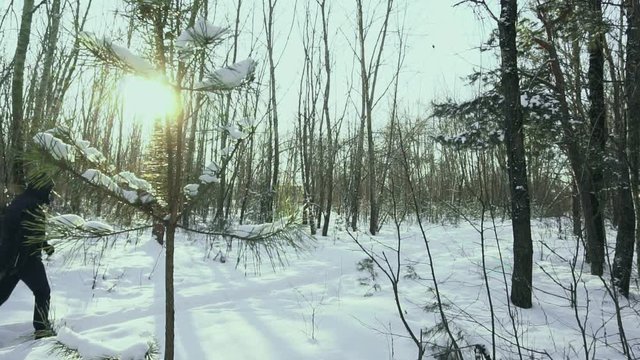 Person drags a cutted down Christmas tree to his home and walk in the forest in the snow before new year in the town. Concept begin of celebration. Slow motion