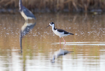 Black-necked stilt (Himantopus mexicanus) wading at marsch land of East End of Galveston, Texas, USA.