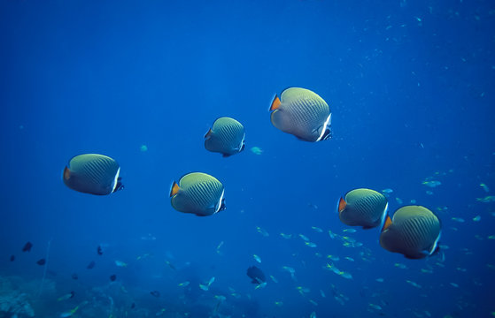 The school of Red-tailed butterflyfish or redtail butterflyfish. Found in Pida Nok, Pee Pee Island, Thailand.