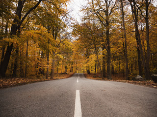 Yellow trees and road in autumn