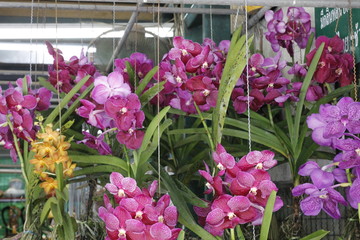 Obraz premium beautiful colors,