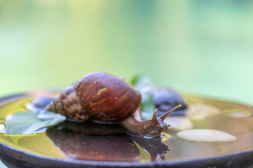 A snail in a shell crawls on a ceramic pot with water, summer day in garden, close up, Bali, Indonesia